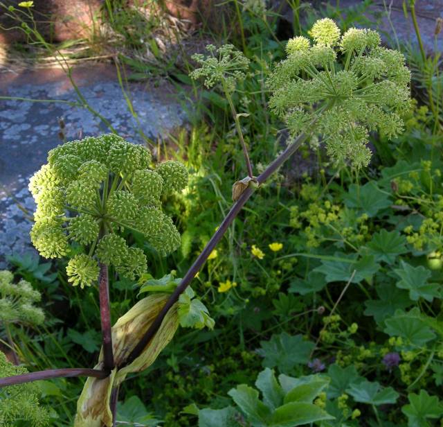 عکس سنبل ختایی Angelica archangelica 6